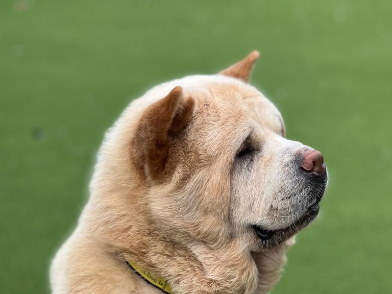 undefined | Chow Chow | undefined - 1