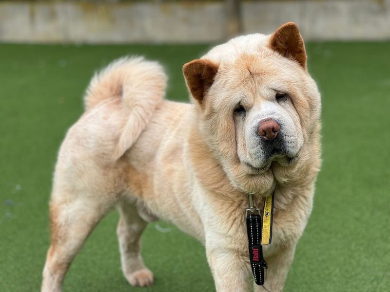 undefined | Chow Chow | undefined - 2