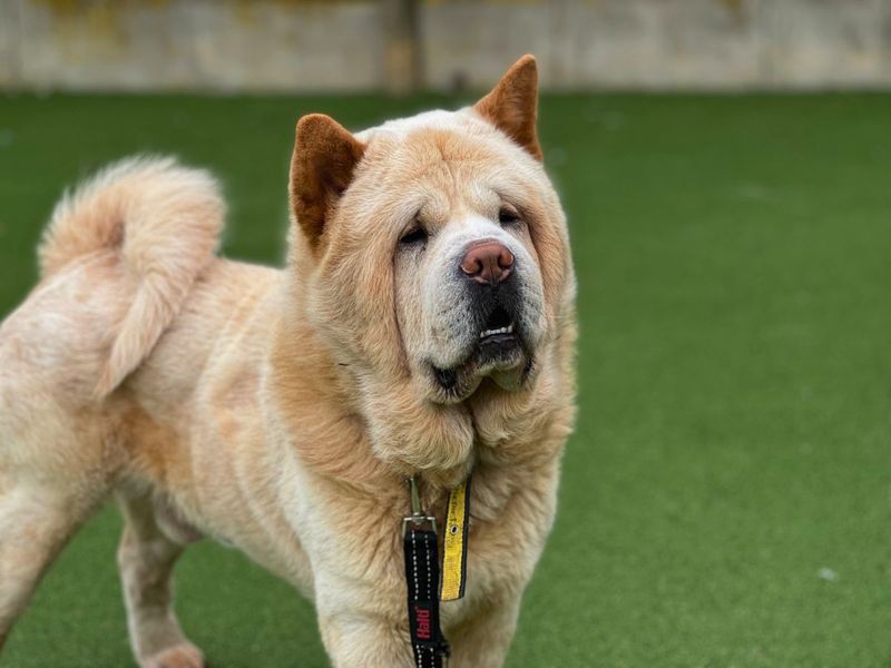 undefined | Chow Chow | undefined - 5