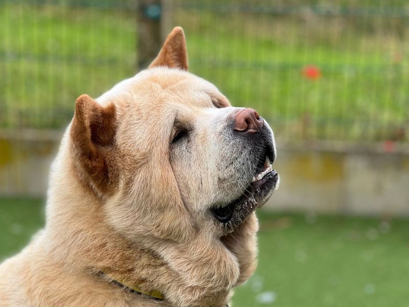 undefined | Chow Chow | undefined - 3