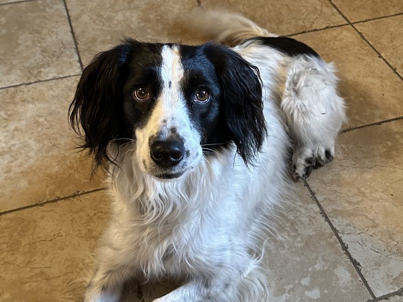 undefined | Collie (Border) Cross | undefined - 4