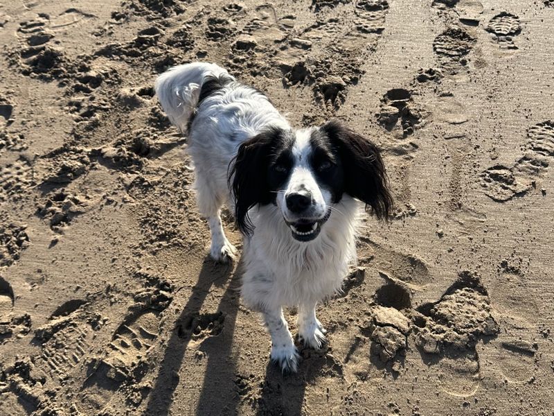 undefined | Collie (Border) Cross | undefined - 5