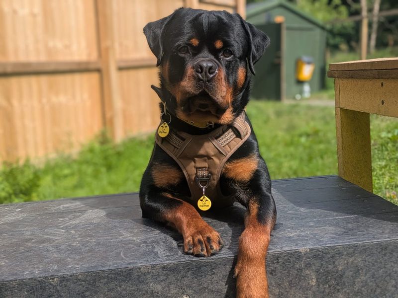 Enzo | Rottweiler | West Calder (Edinburgh) - 2