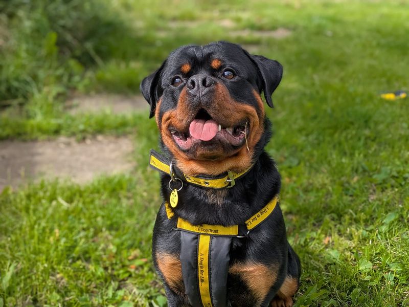 Enzo | Rottweiler | West Calder (Edinburgh) - 1