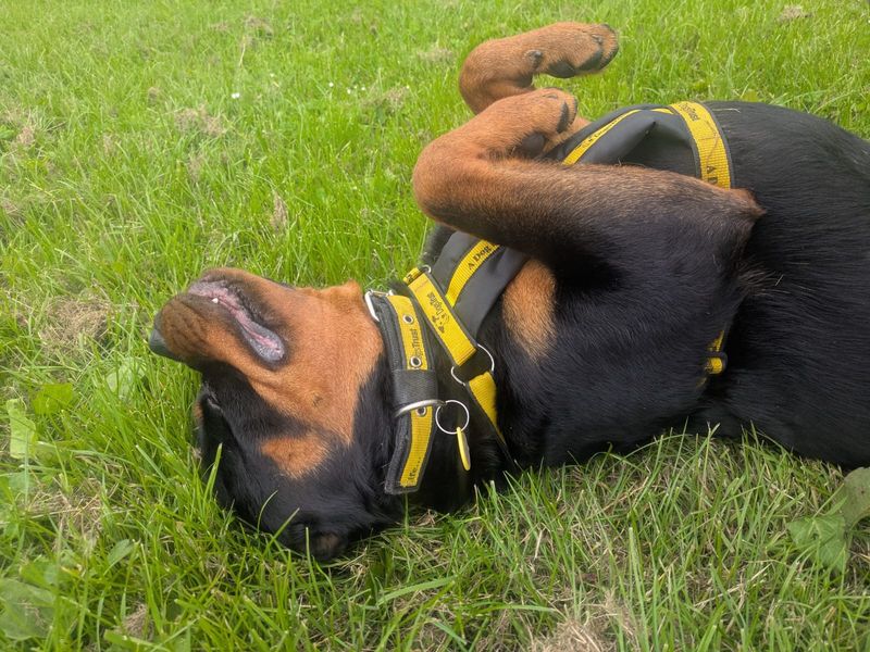 Enzo | Rottweiler | West Calder (Edinburgh) - 5