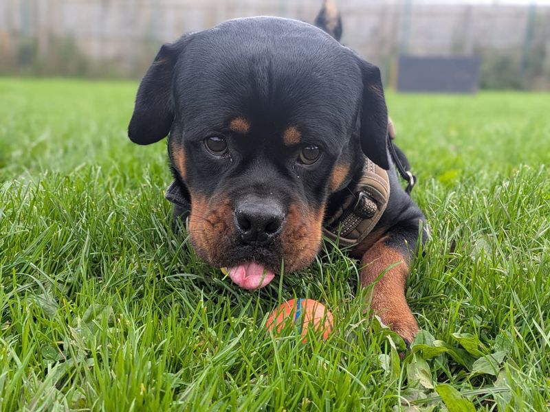 Enzo | Rottweiler | West Calder (Edinburgh) - 3