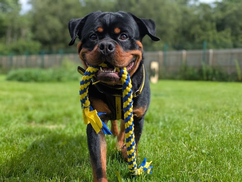 Enzo | Rottweiler | West Calder (Edinburgh) - 4
