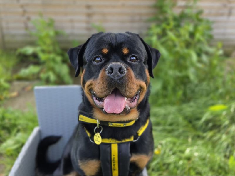 Enzo | Rottweiler | West Calder (Edinburgh) - 6