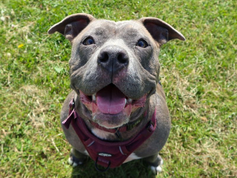Staffordshire Bull Terrier Dogs And Puppies For Adoption