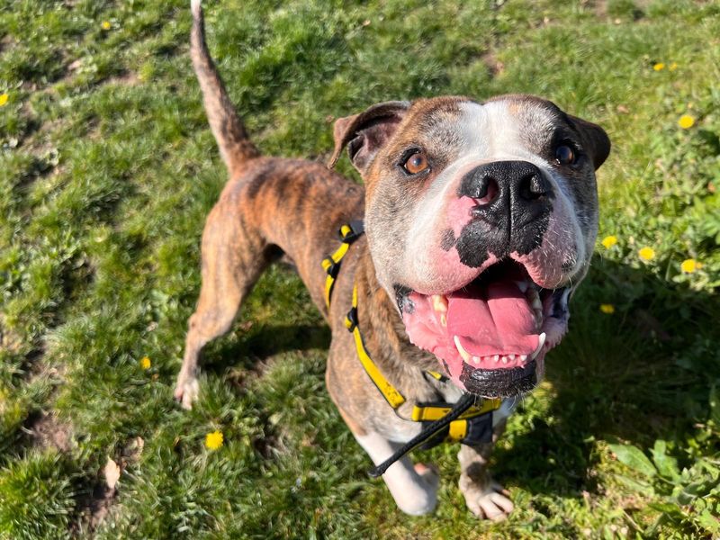 American Bulldog Dogs And Puppies For Adoption