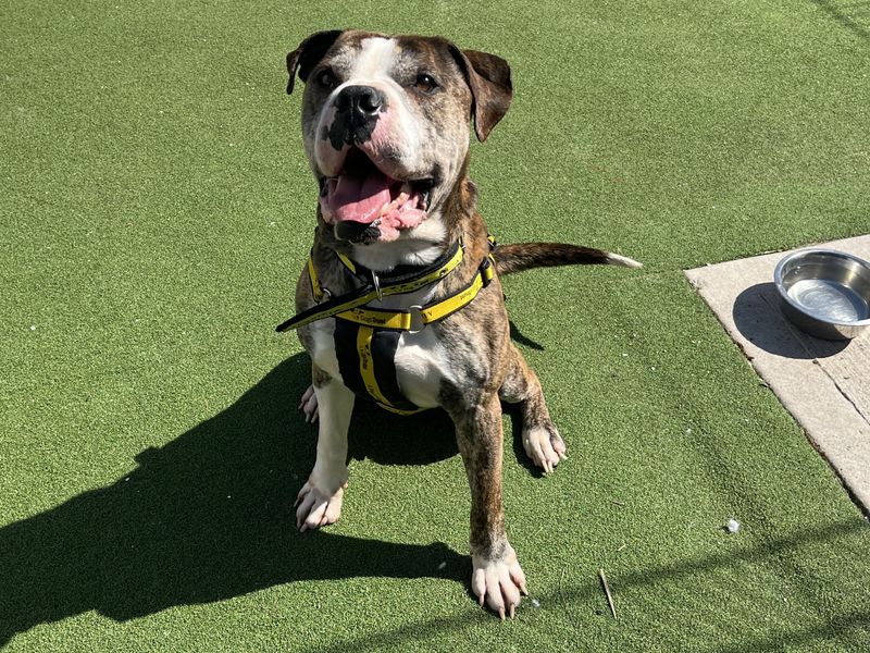 undefined | American Bulldog Cross | undefined - 7