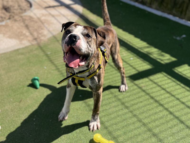 Forest | American Bulldog Cross | Cardiff - 1
