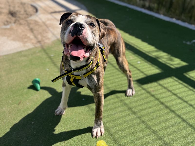 undefined | American Bulldog Cross | undefined - 2