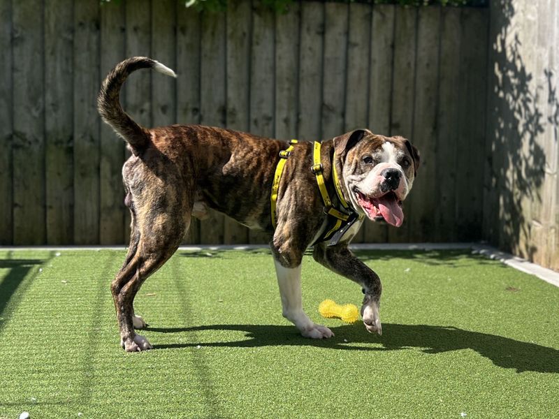 undefined | American Bulldog Cross | undefined - 3