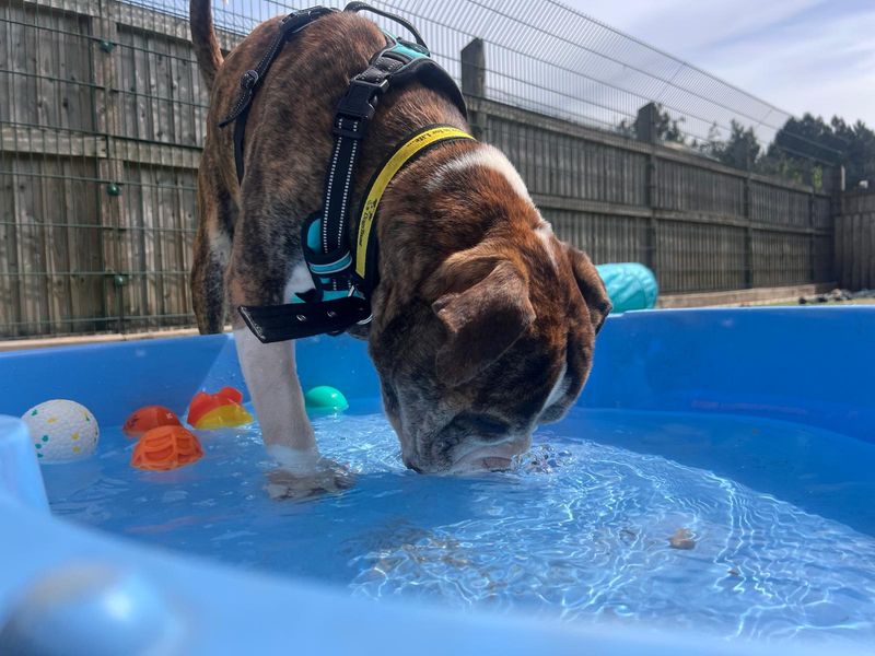 undefined | American Bulldog Cross | undefined - 4