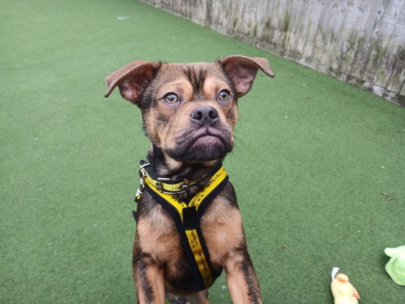 English Bulldog Dogs And Puppies For Adoption