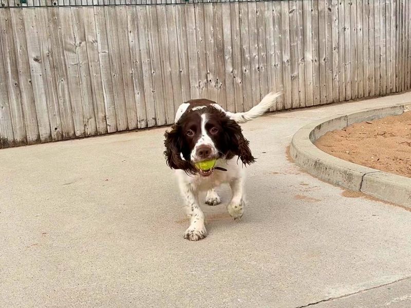 Springer Spaniel Dogs And Puppies For Adoption