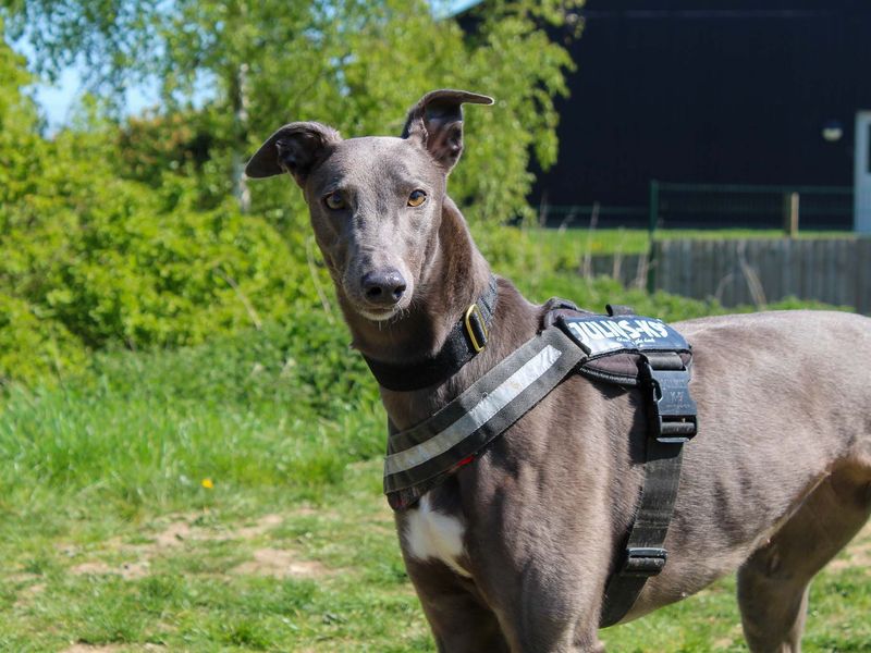 Greyhound Dogs And Puppies For Adoption