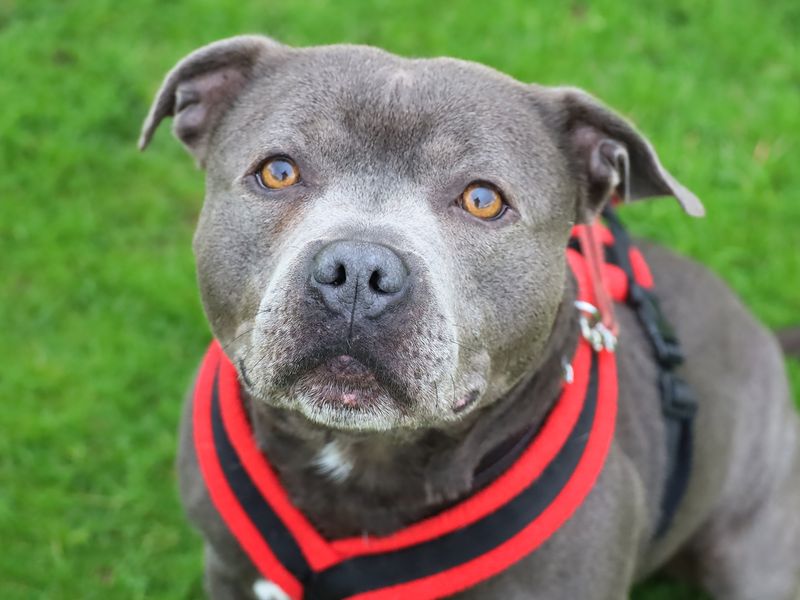 Chunk | Terrier (Staffordshire Bull) | Leeds - 1