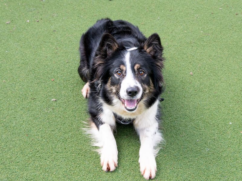 Border Collie Dogs And Puppies For Adoption