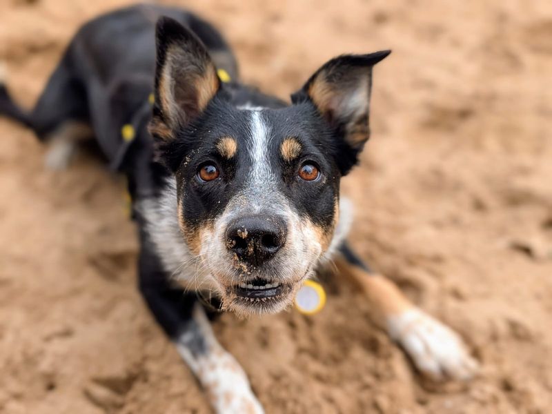 undefined | Collie (Border) | undefined - 1