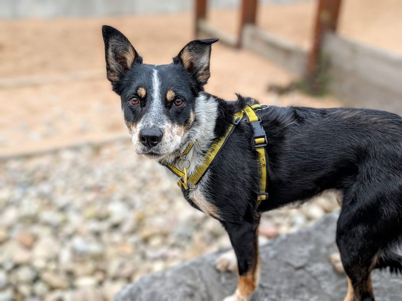 undefined | Collie (Border) | undefined - 4