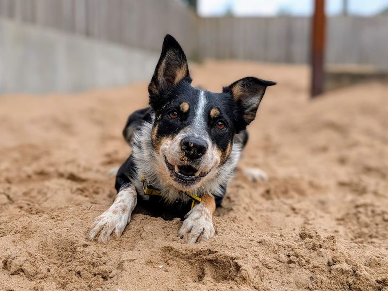 undefined | Collie (Border) | undefined - 2