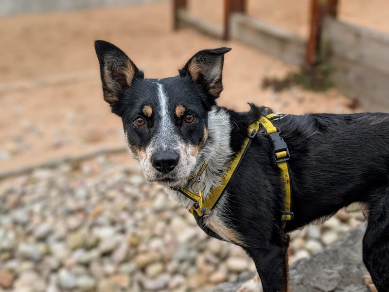 undefined | Collie (Border) | undefined - 3