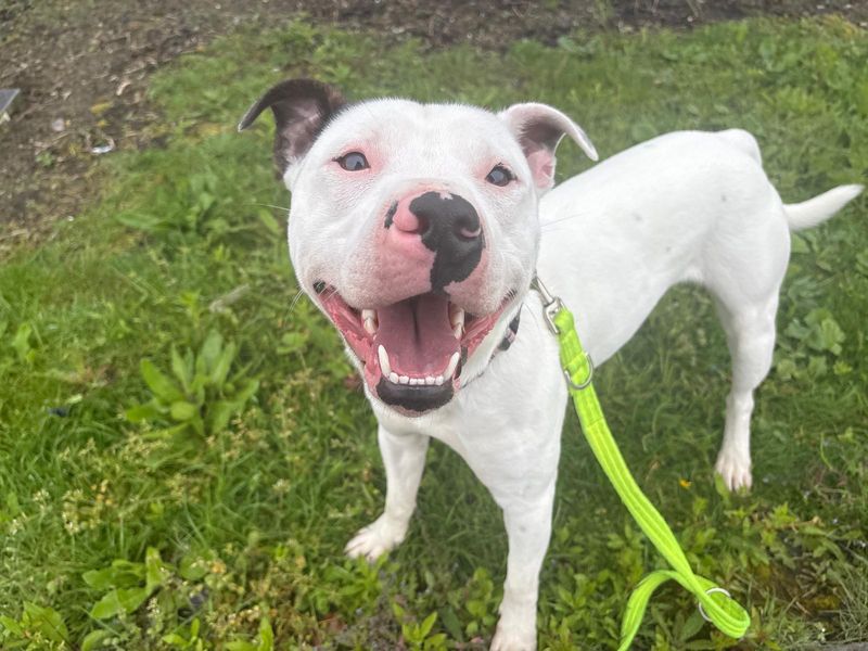 Snoopy | Terrier (Staffordshire Bull) | Cardiff - 1