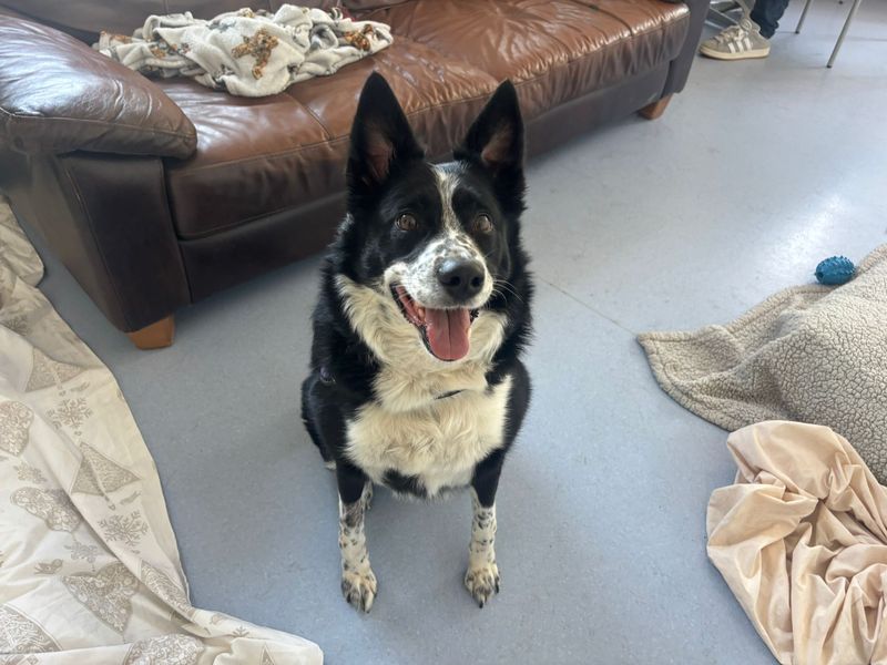 Cali the Collie - Image 2 of 2