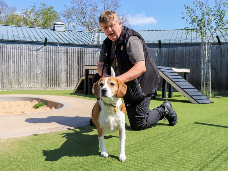 Beagle Dogs And Puppies For Adoption