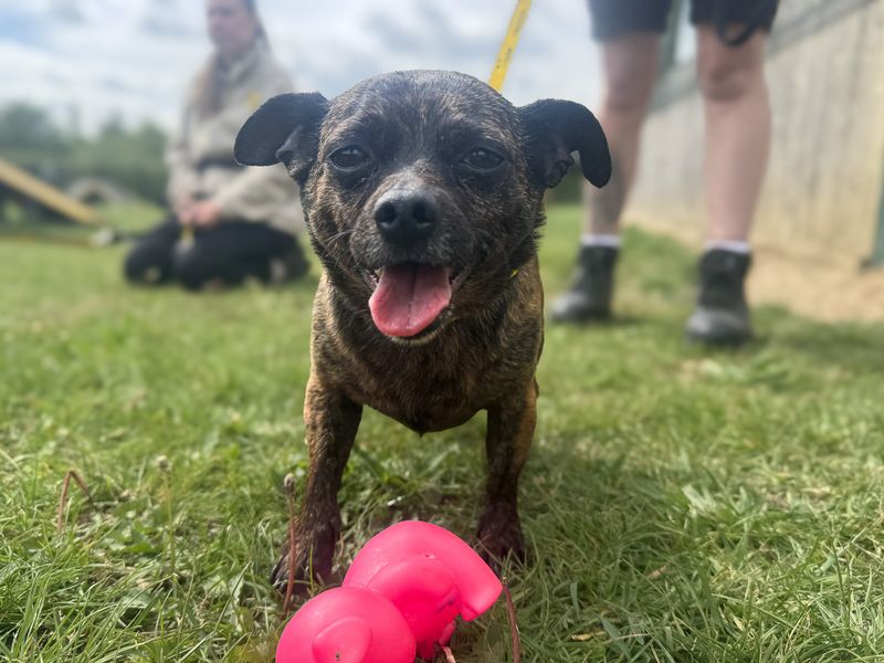 Potato | Chihuahua (Smooth Coat) Cross | Basildon (Essex) - 1