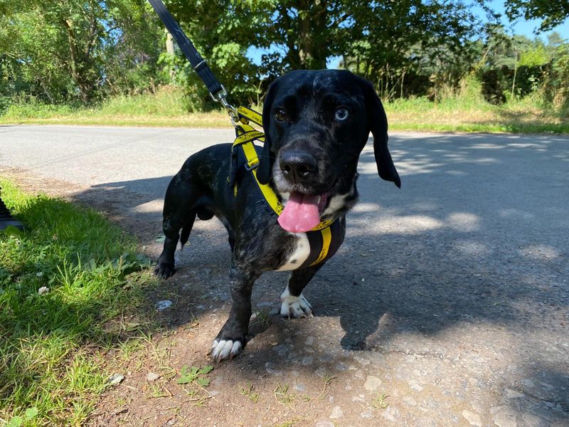 Cocker Spaniel Dogs And Puppies For Adoption