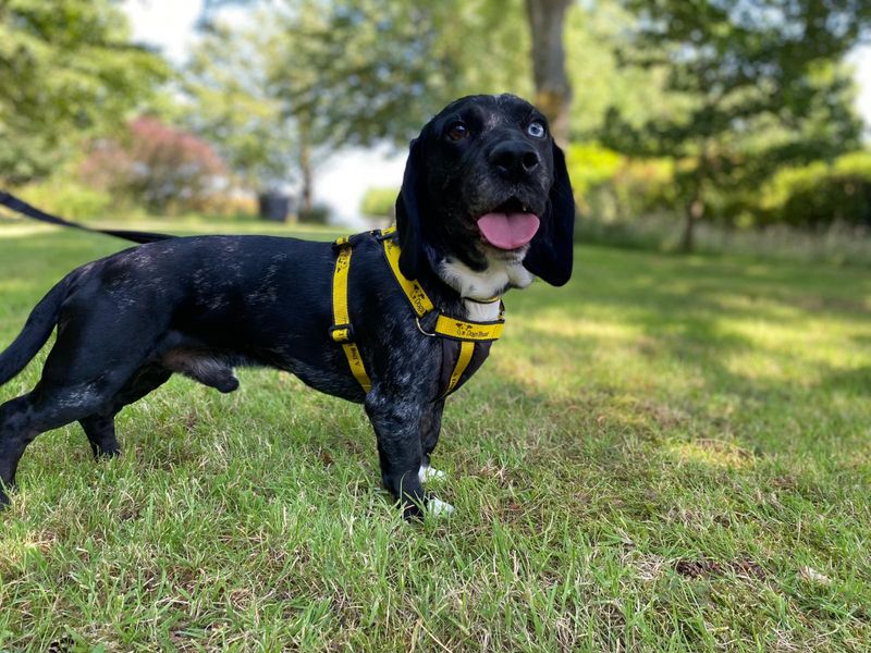 Oreo - Image 2 of 3