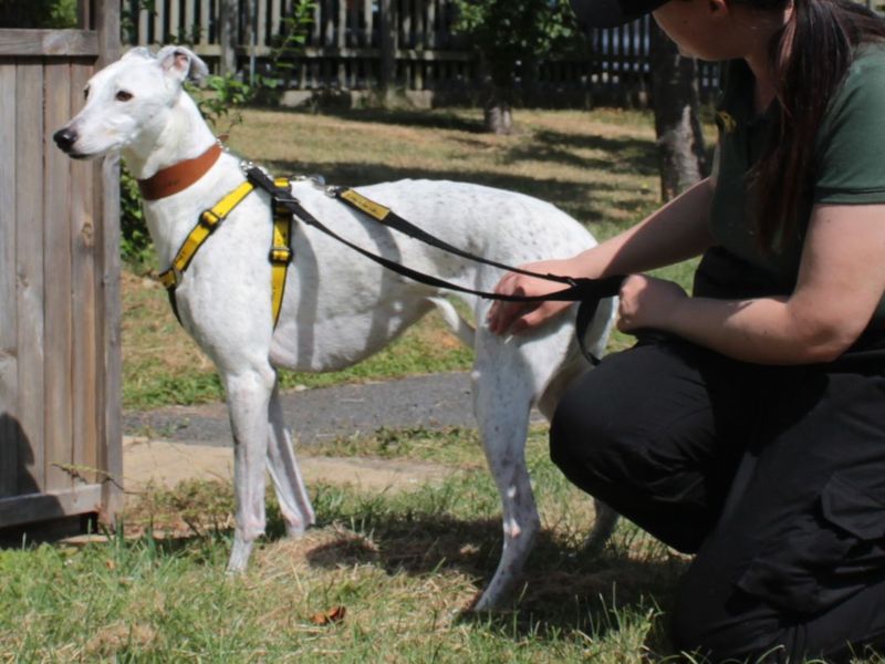 Pearl | Lurcher | Evesham (Worcestershire) - 4