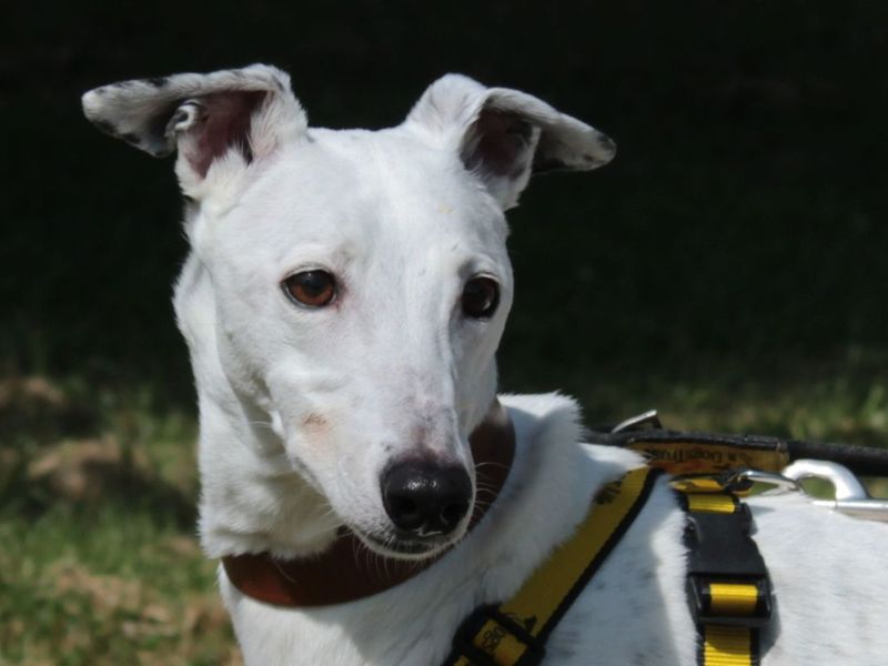 Pearl | Lurcher | Evesham (Worcestershire) - 1