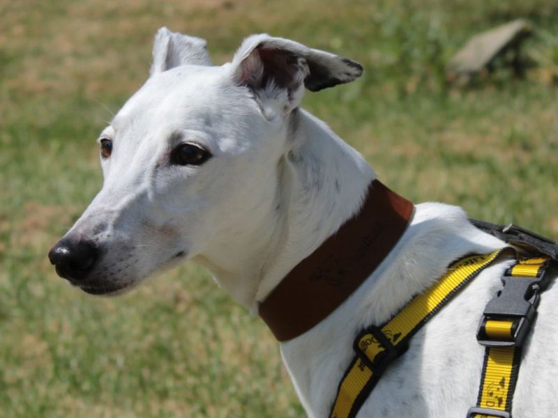 Pearl | Lurcher | Evesham (Worcestershire) - 2