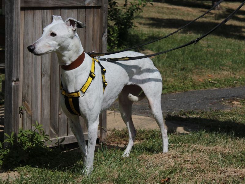 Pearl | Lurcher | Evesham (Worcestershire) - 3
