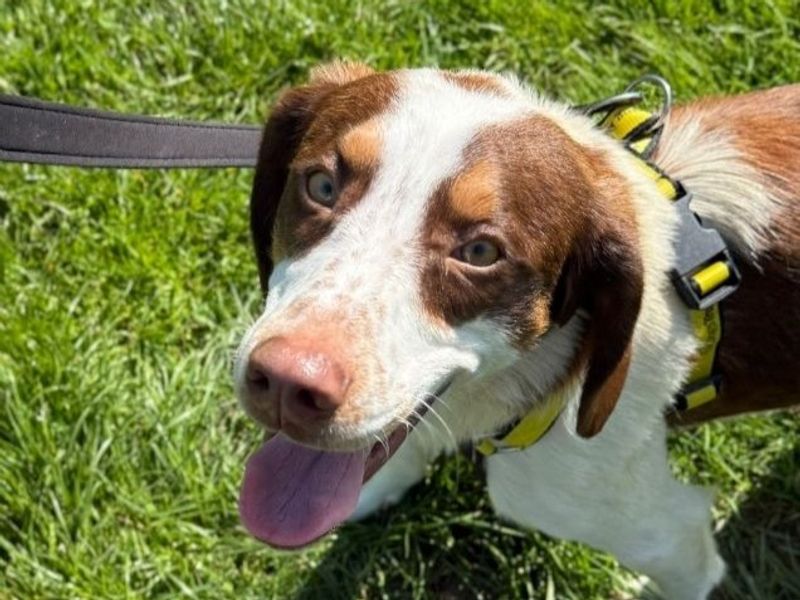Springer Spaniel Dogs And Puppies For Adoption