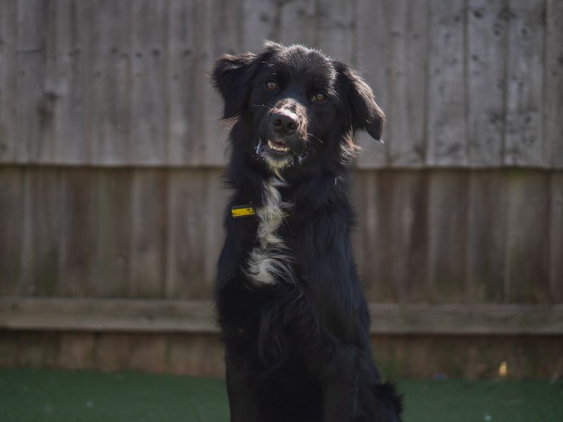 Blue | Collie (Border) Cross | Kenilworth (West Midlands) - 3