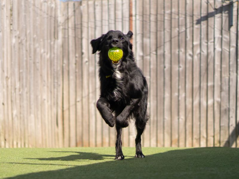 Blue | Collie (Border) Cross | Kenilworth (West Midlands) - 2