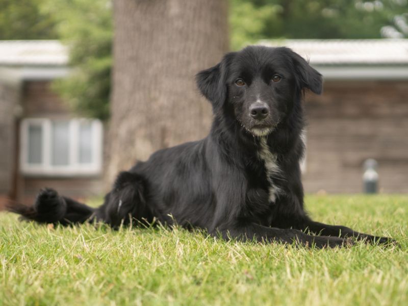 Blue | Collie (Border) Cross | Kenilworth (West Midlands) - 4