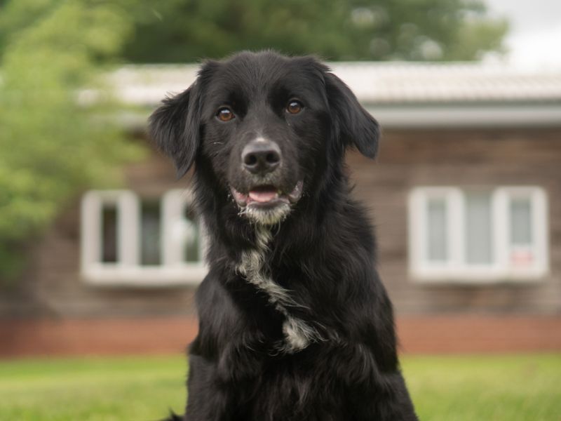 Blue | Collie (Border) Cross | Kenilworth (West Midlands) - 5