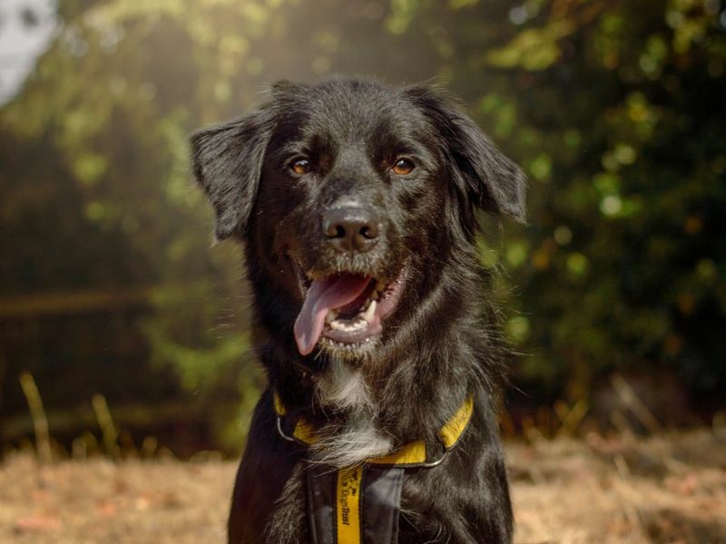 Blue | Collie (Border) Cross | Kenilworth (West Midlands) - 1