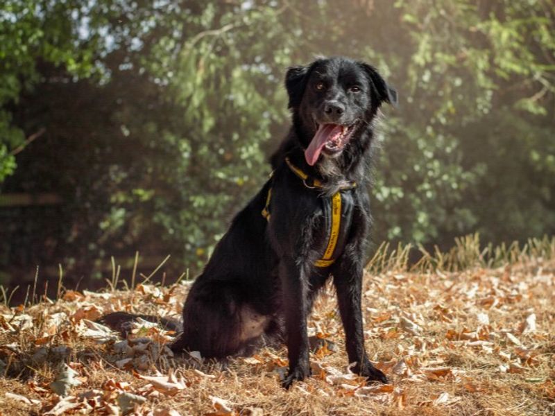 Blue | Collie (Border) Cross | Kenilworth (West Midlands) - 6