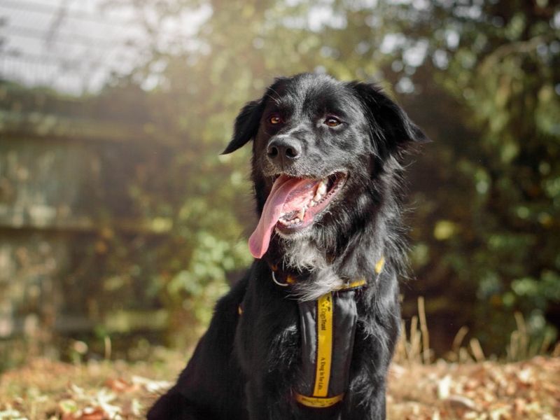 Blue | Collie (Border) Cross | Kenilworth (West Midlands) - 4