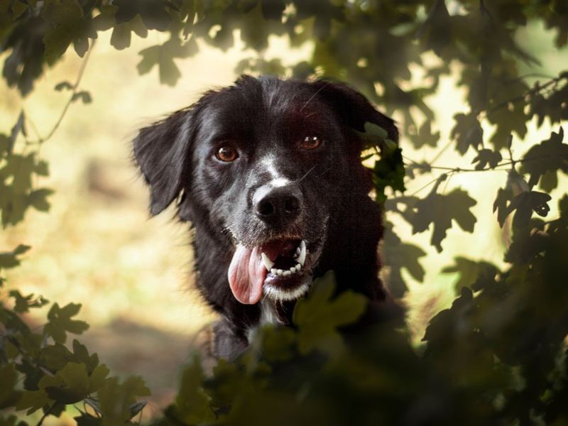 Blue | Collie (Border) Cross | Kenilworth (West Midlands) - 9