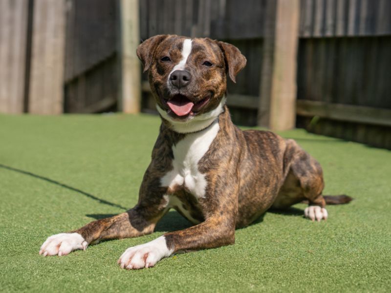 Staffordshire Bull Terrier Dogs And Puppies For Adoption