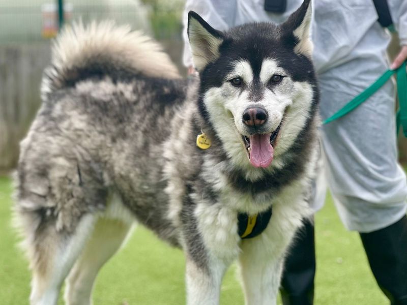 Siberian Husky Dogs And Puppies For Adoption