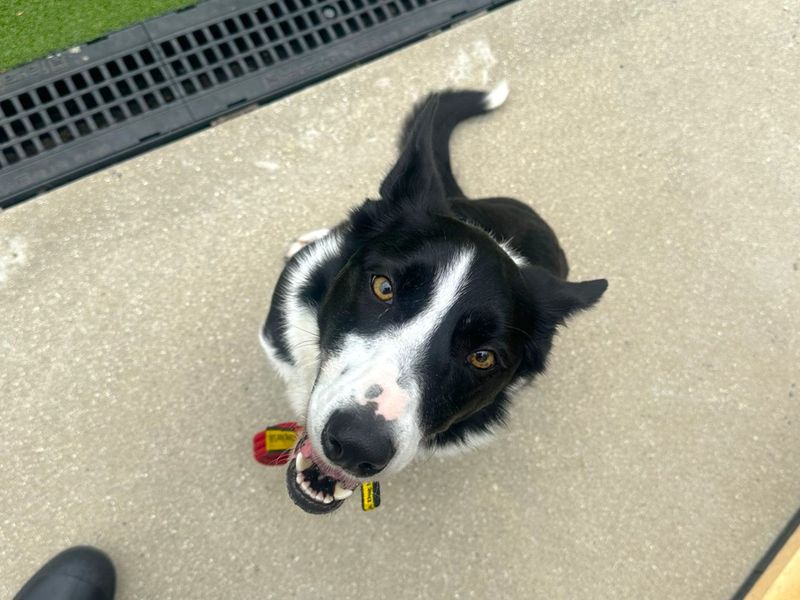 Border Collie Dogs And Puppies For Adoption